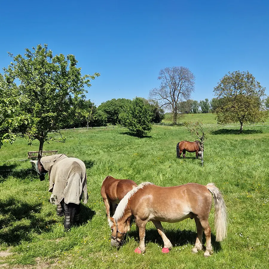 Pferde auf der Weide im Reitstall EquiUnity