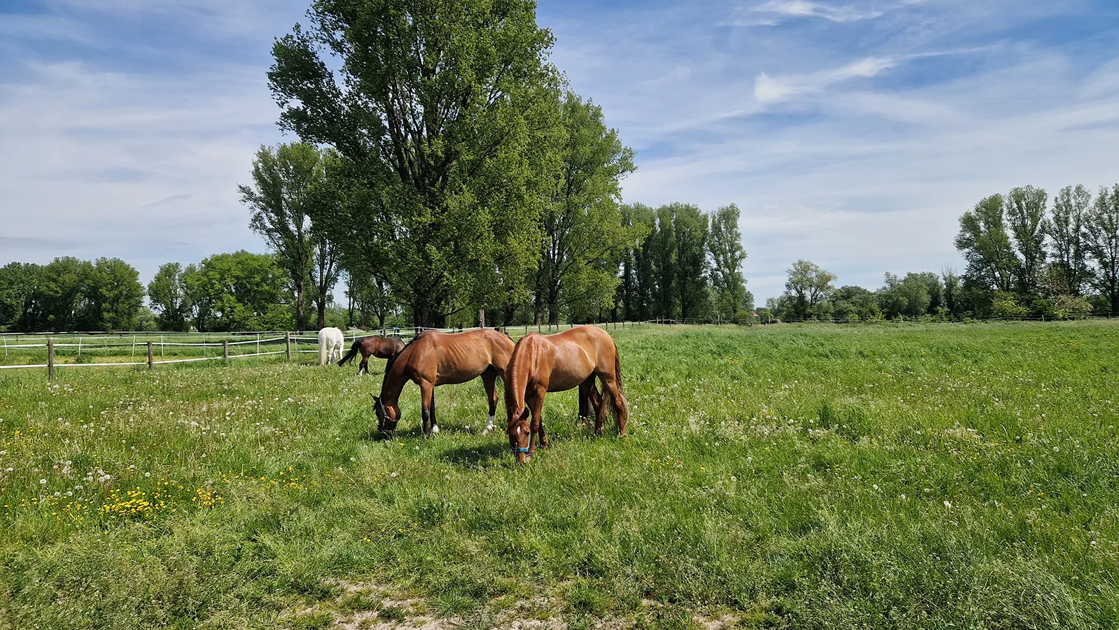 Pferde auf den Sommerweiden des Reitstalls EquiUnity in Meerbusch-Nierst