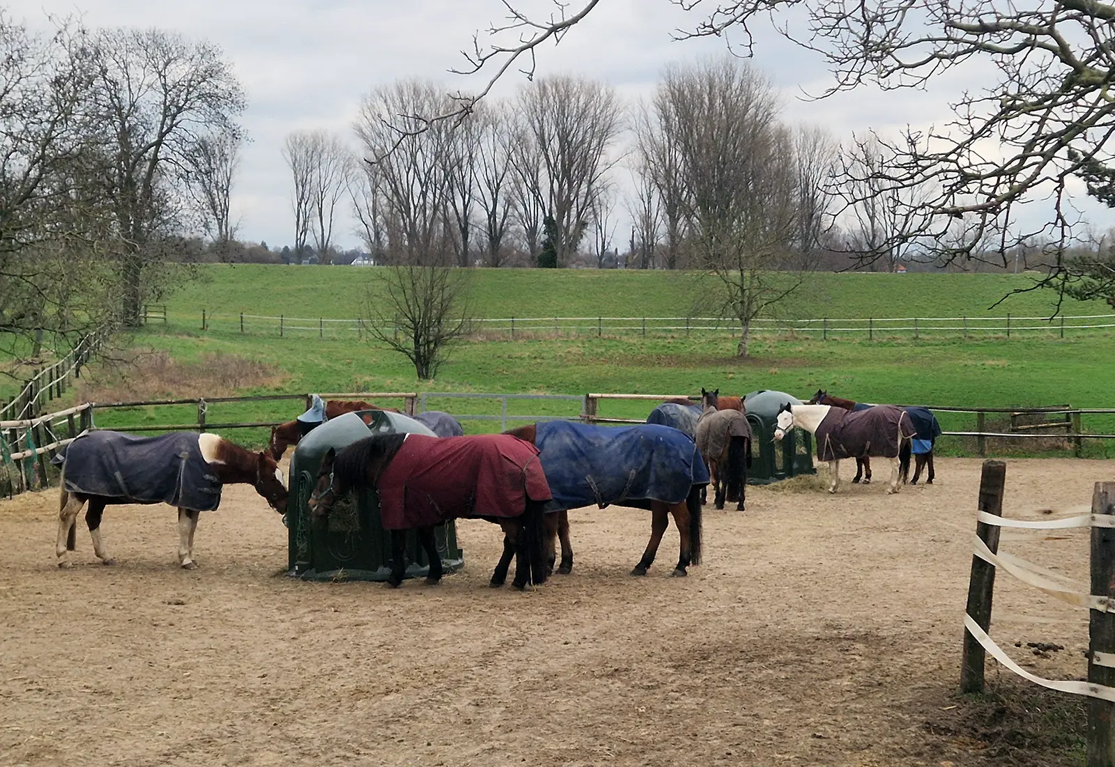 Pferde auf dem Winterpaddock des Reitstalls EquiUnity